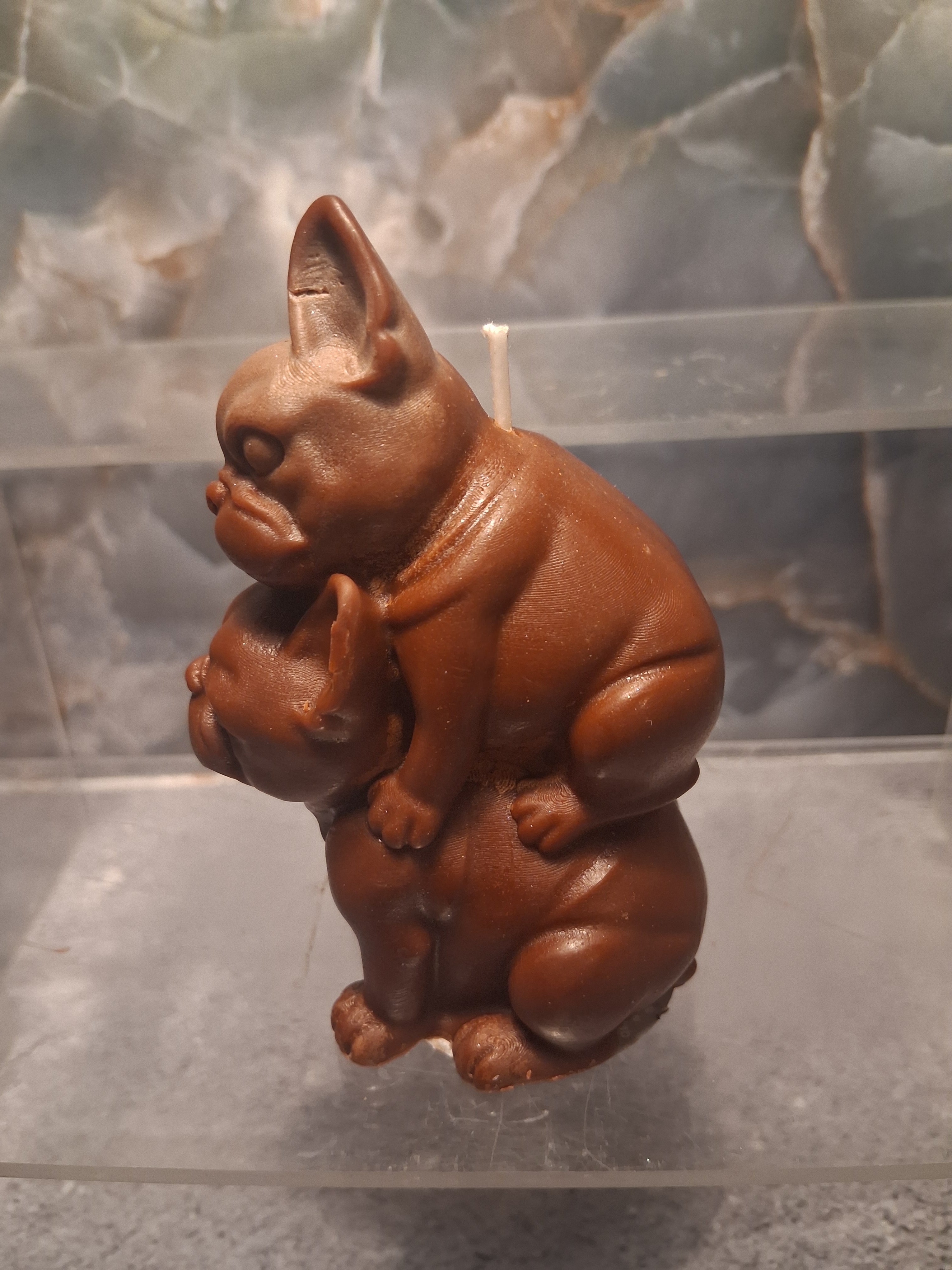 Playful Frenchie Pair