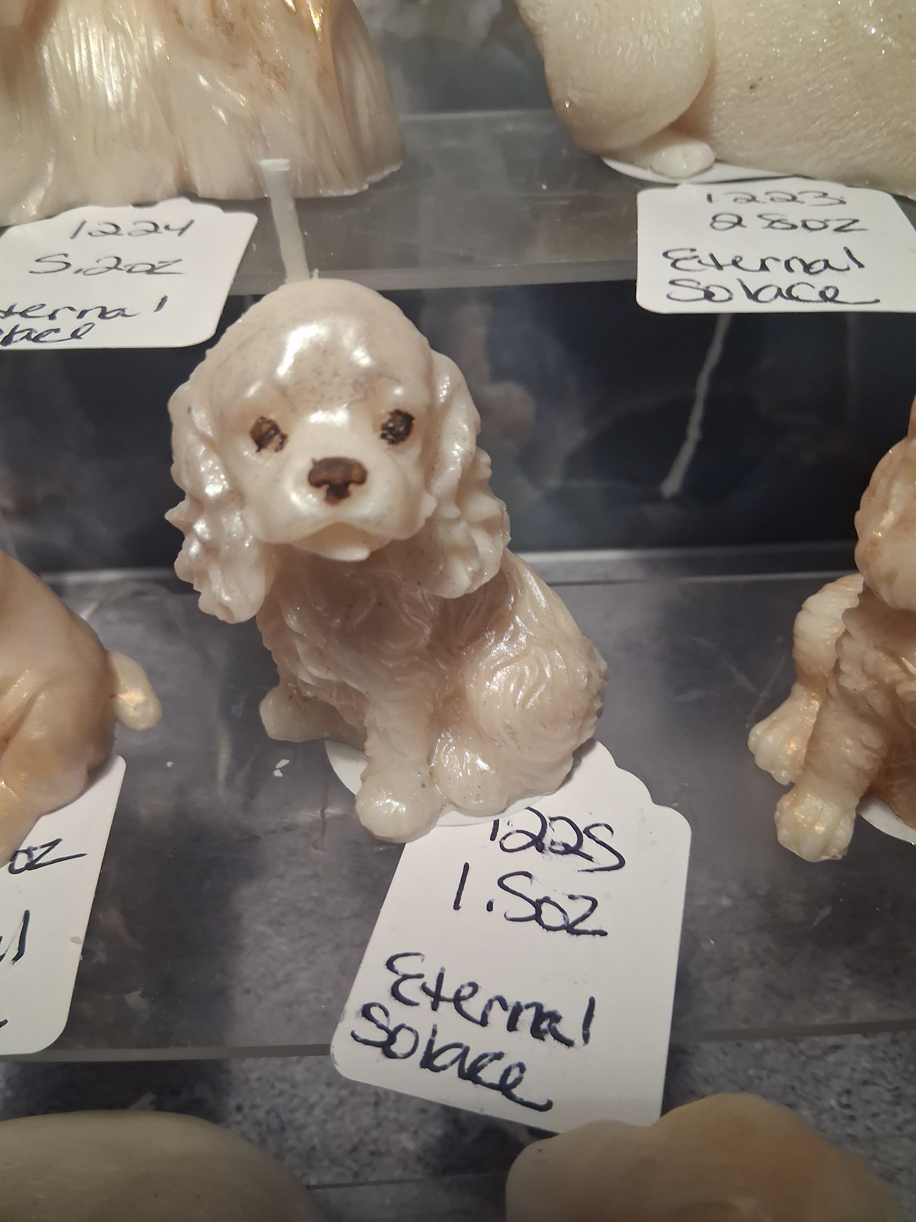Spunky Spaniel