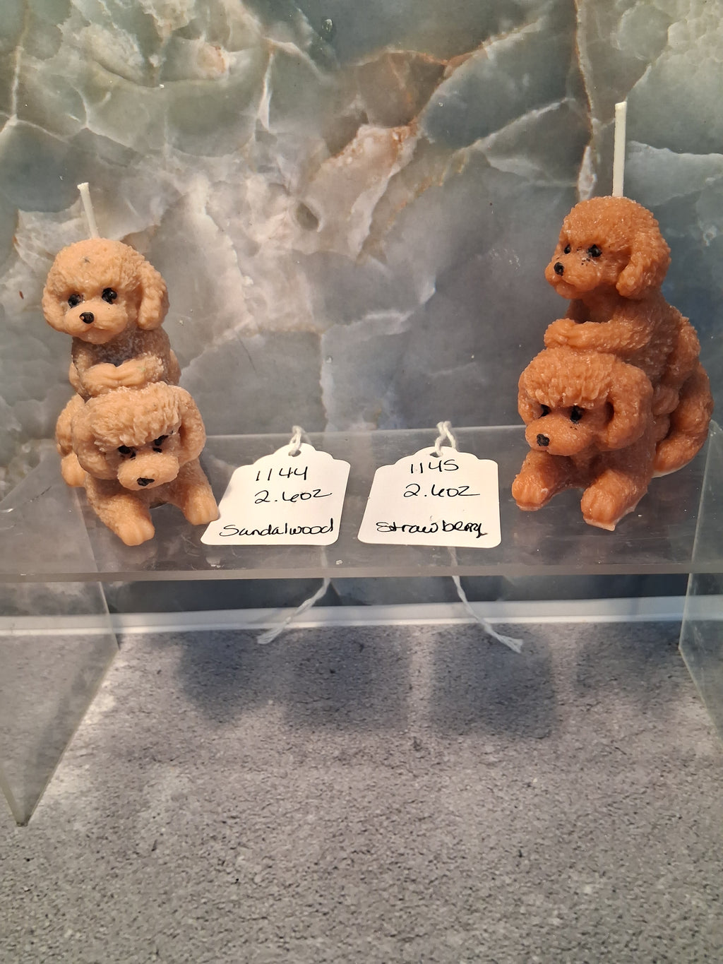 Playful Poodle Pair