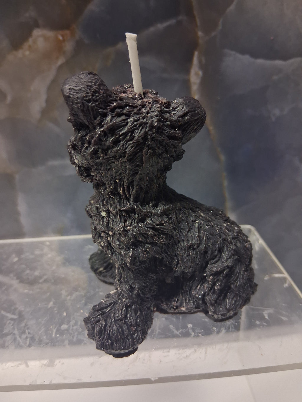 Scruffy Terrier