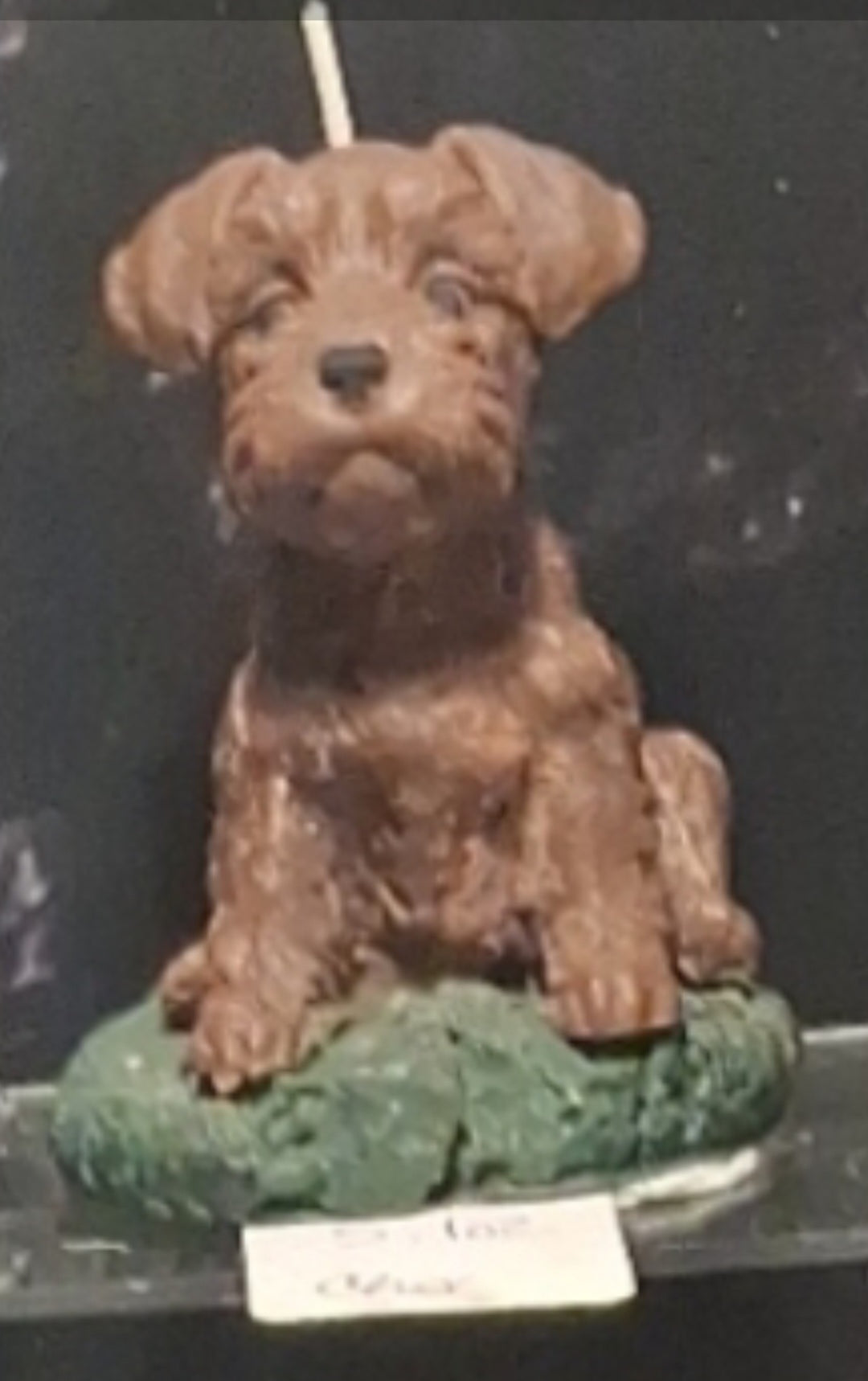 Scottish Terrier
