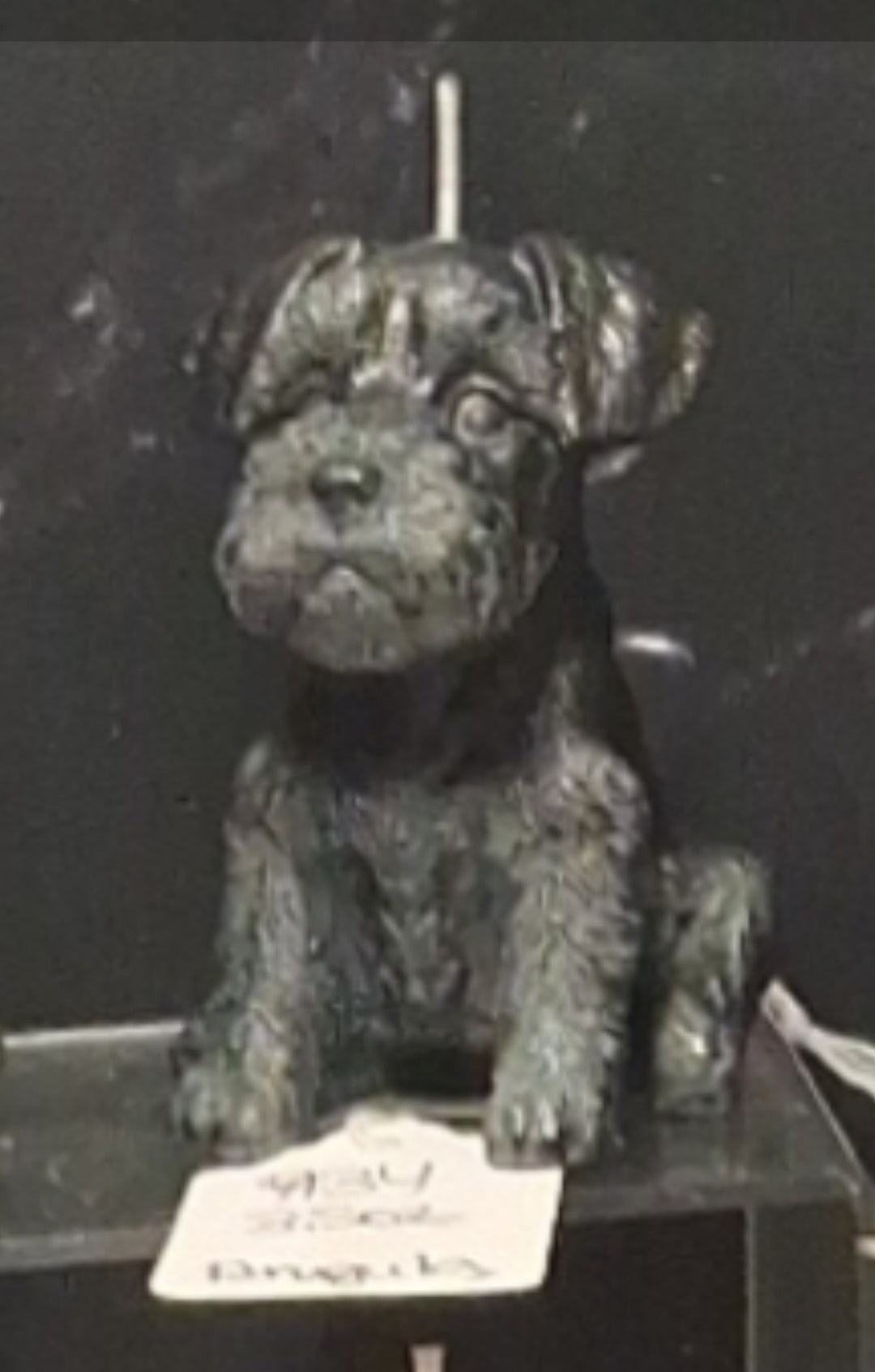 Scottish Terrier