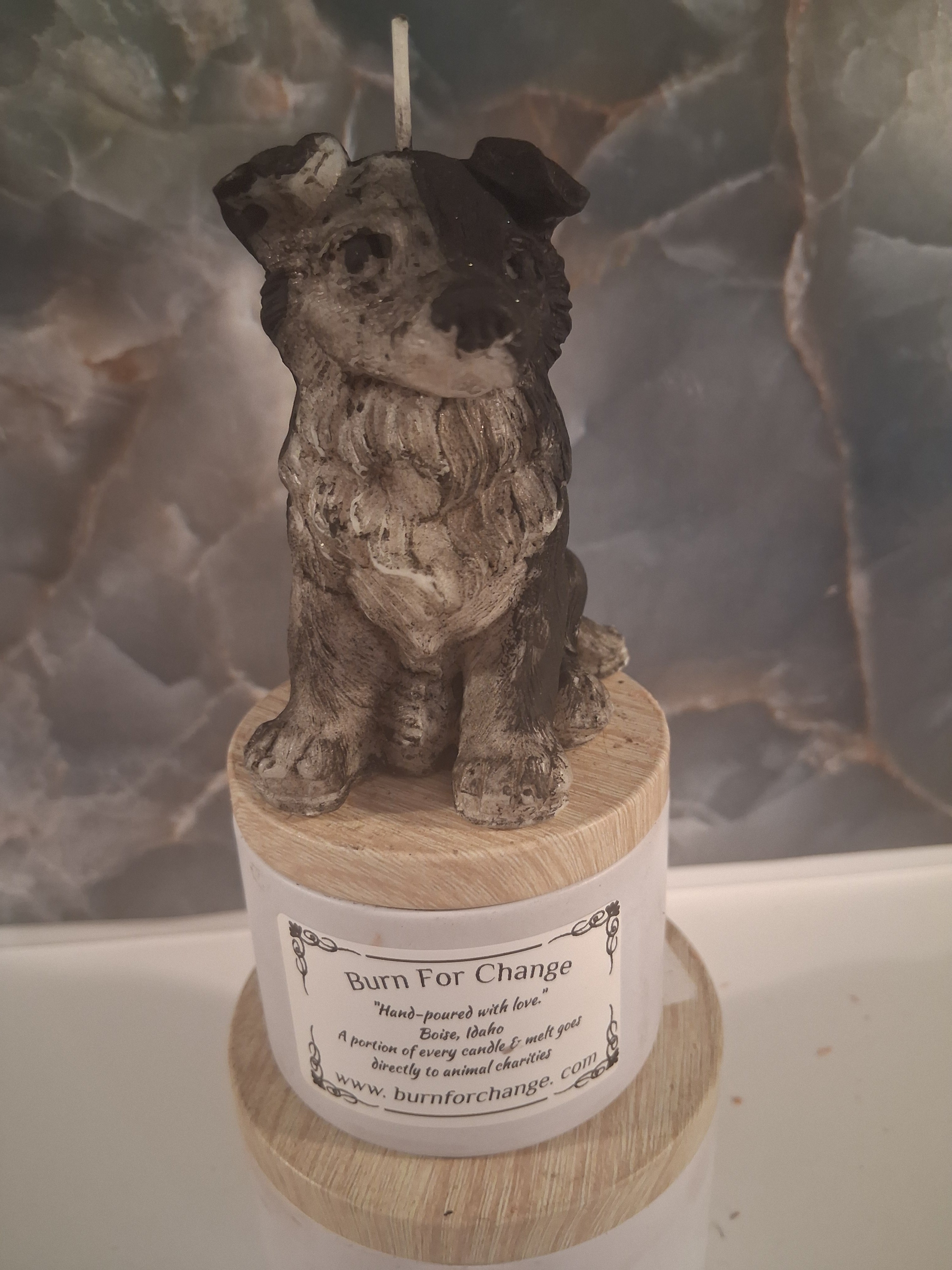 Brilliant Border Collie