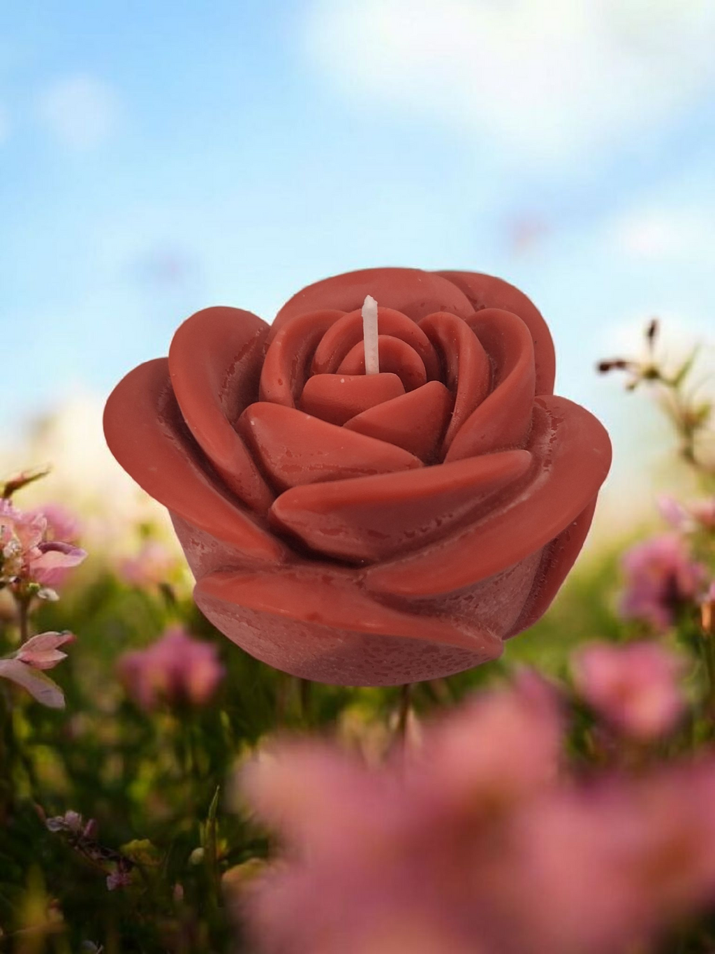 Solitary Rose Blaze 2