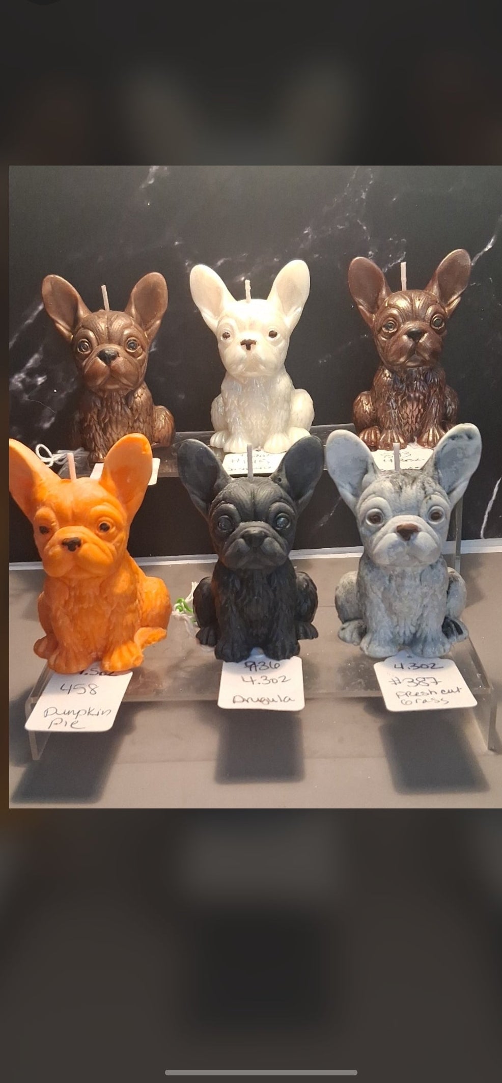 Firelight Frenchie