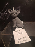 Bold Little Soul (Chihuahua)