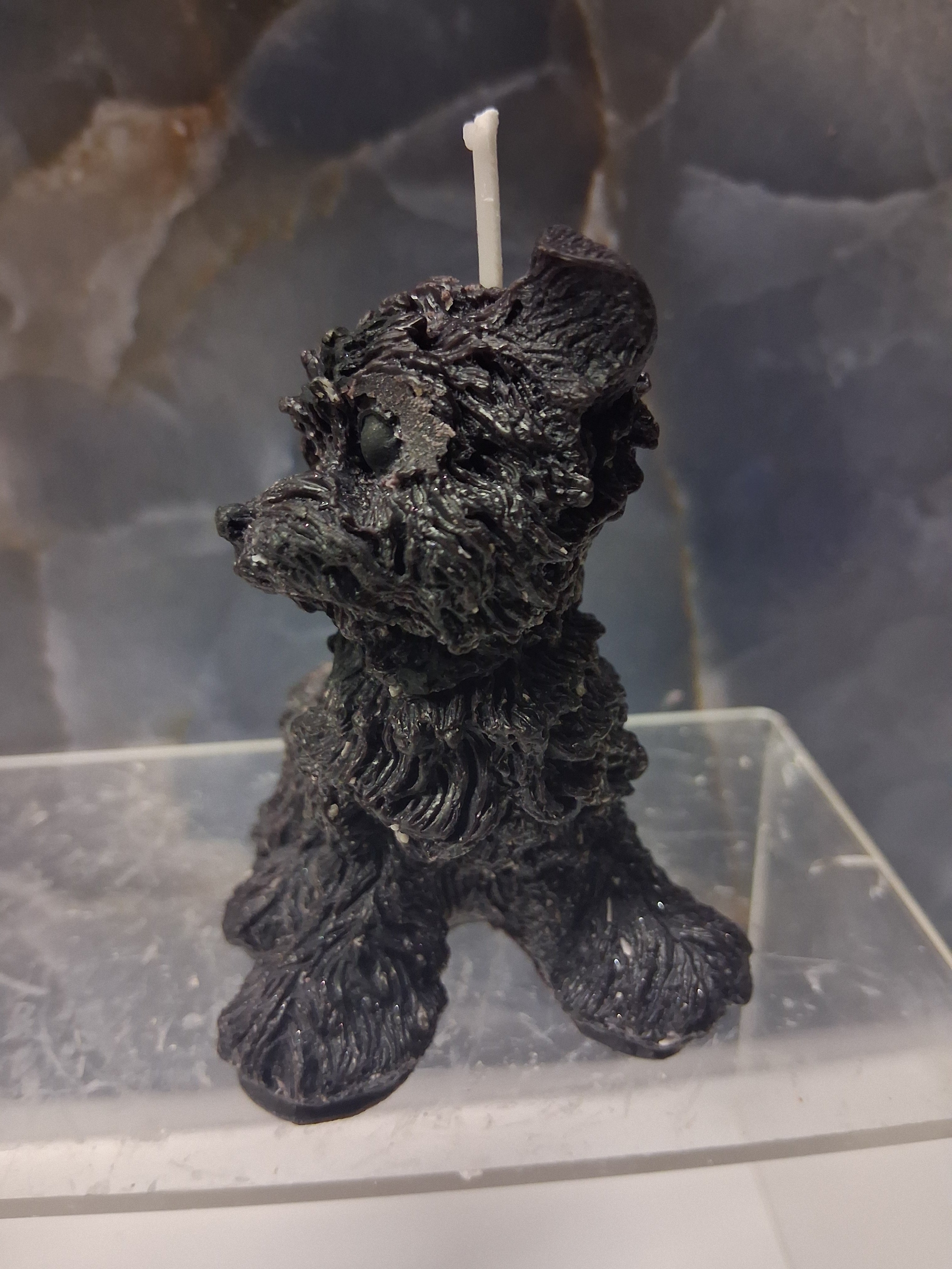 Scruffy Terrier