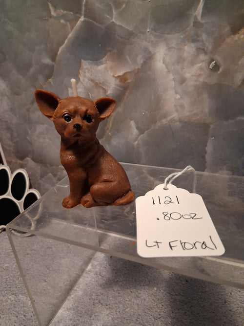 Bold Little Soul (Chihuahua)