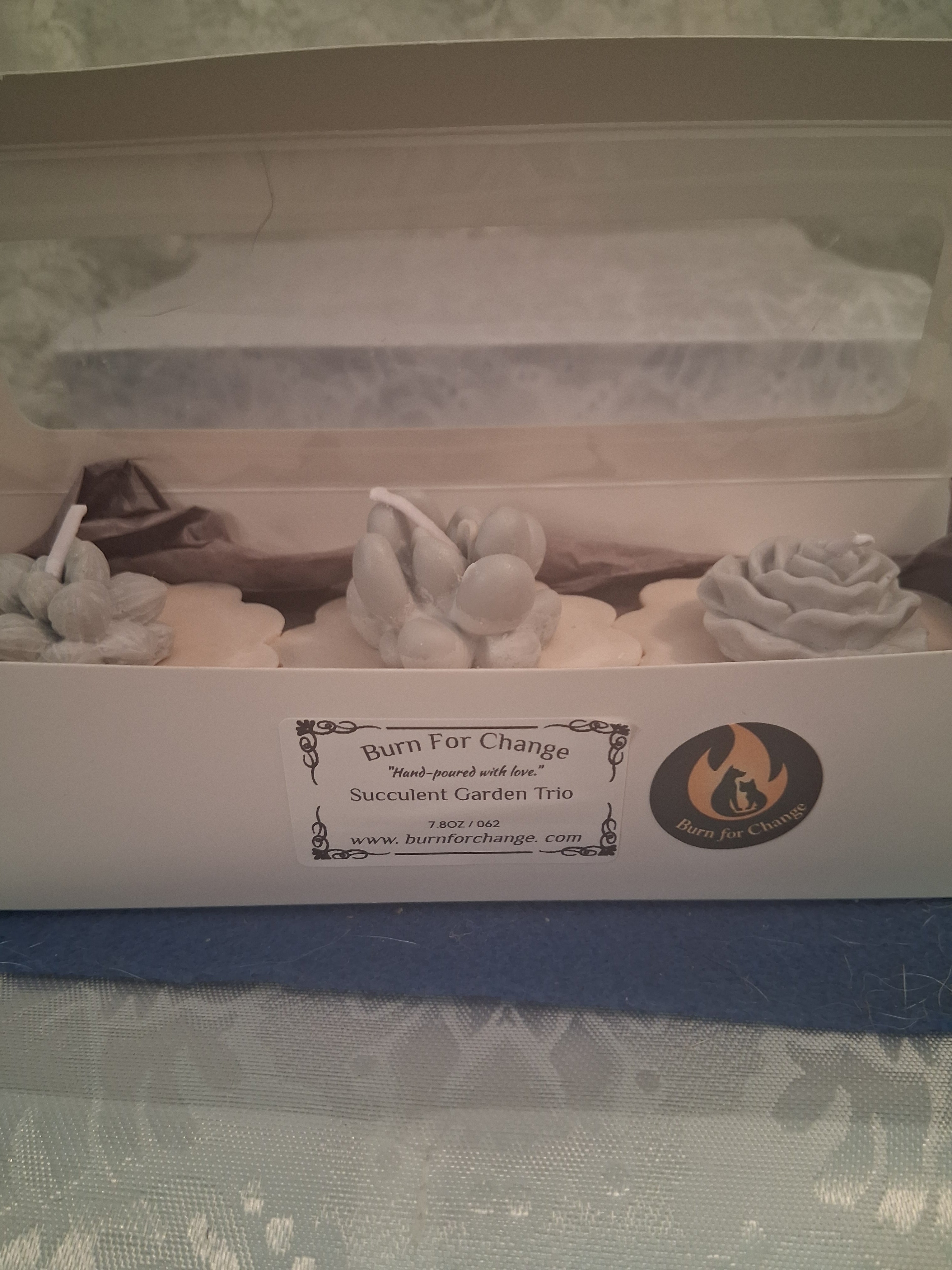 Succulent Garden Trio