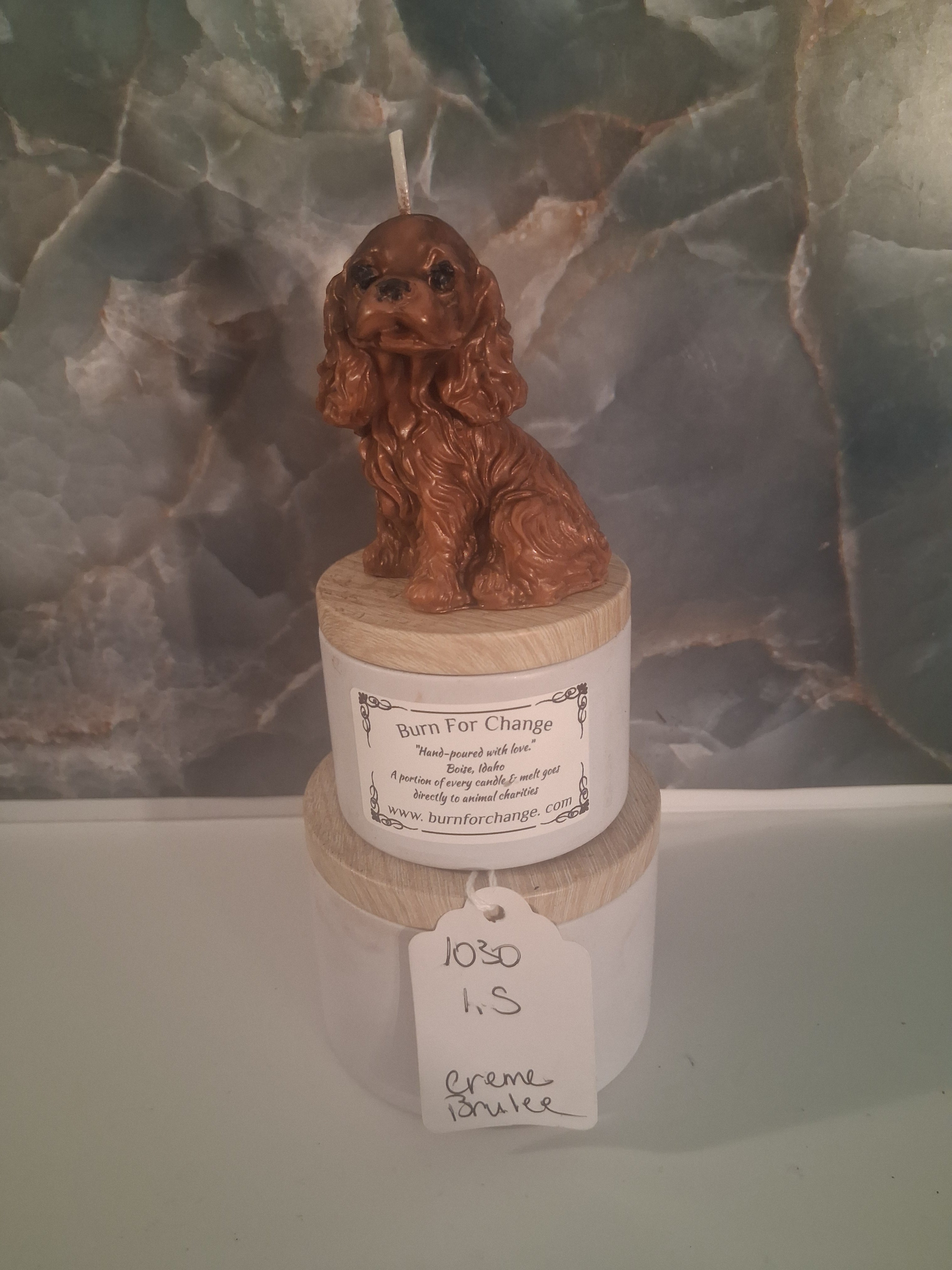 Spunky Spaniel