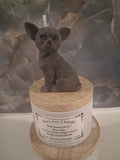 Bold Little Soul (Chihuahua)