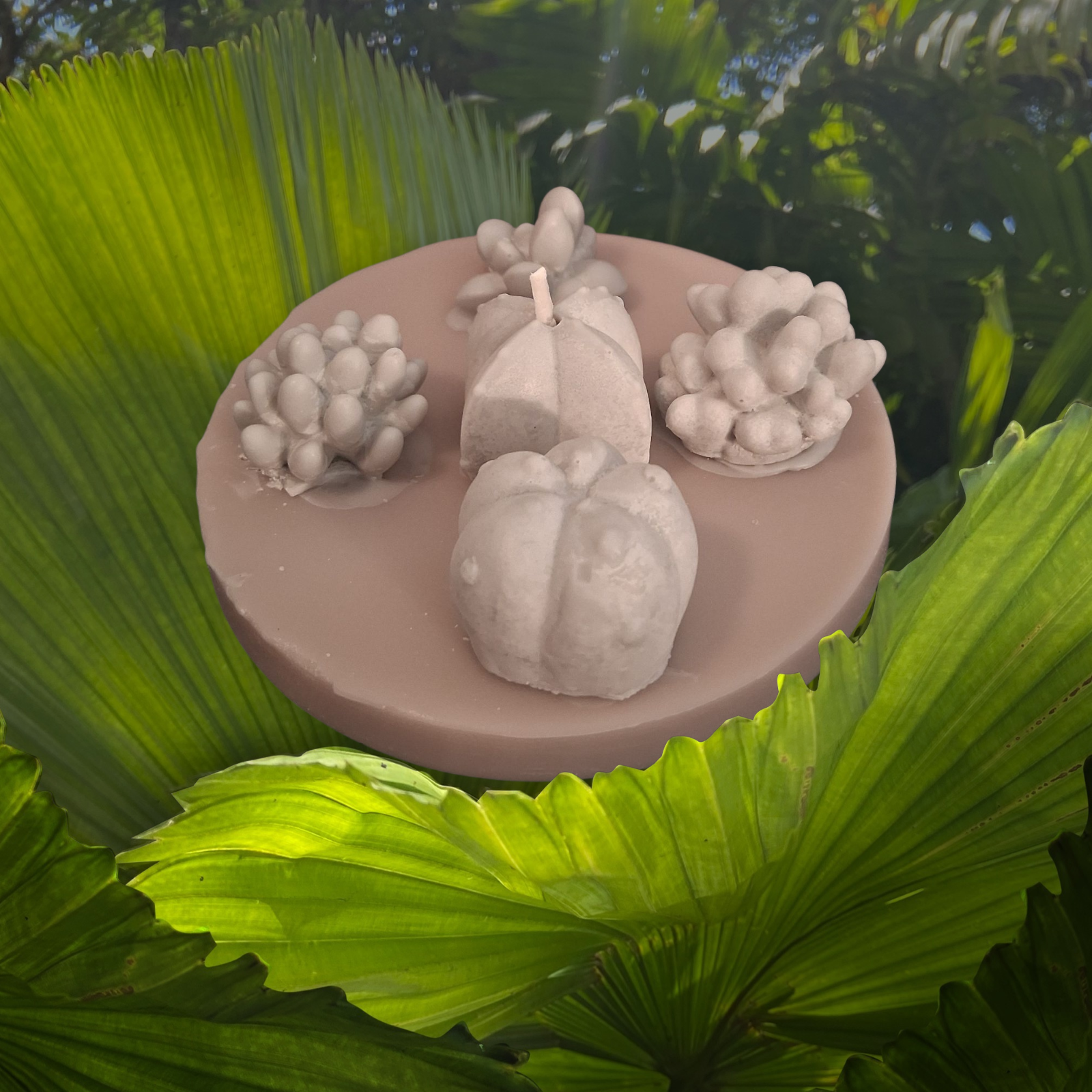 Oasis Succulent Cluster