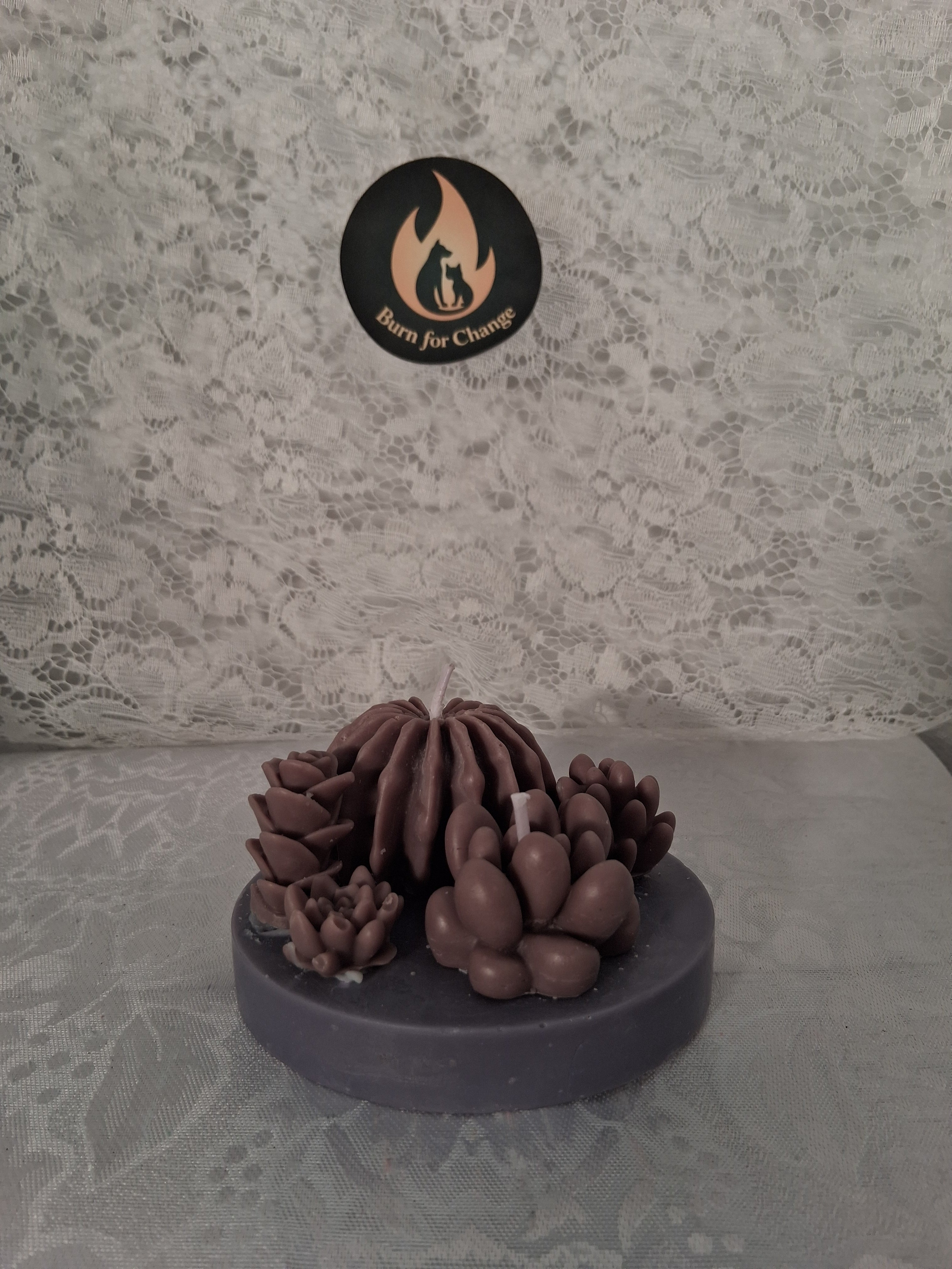 Succulent Sunset Blaze