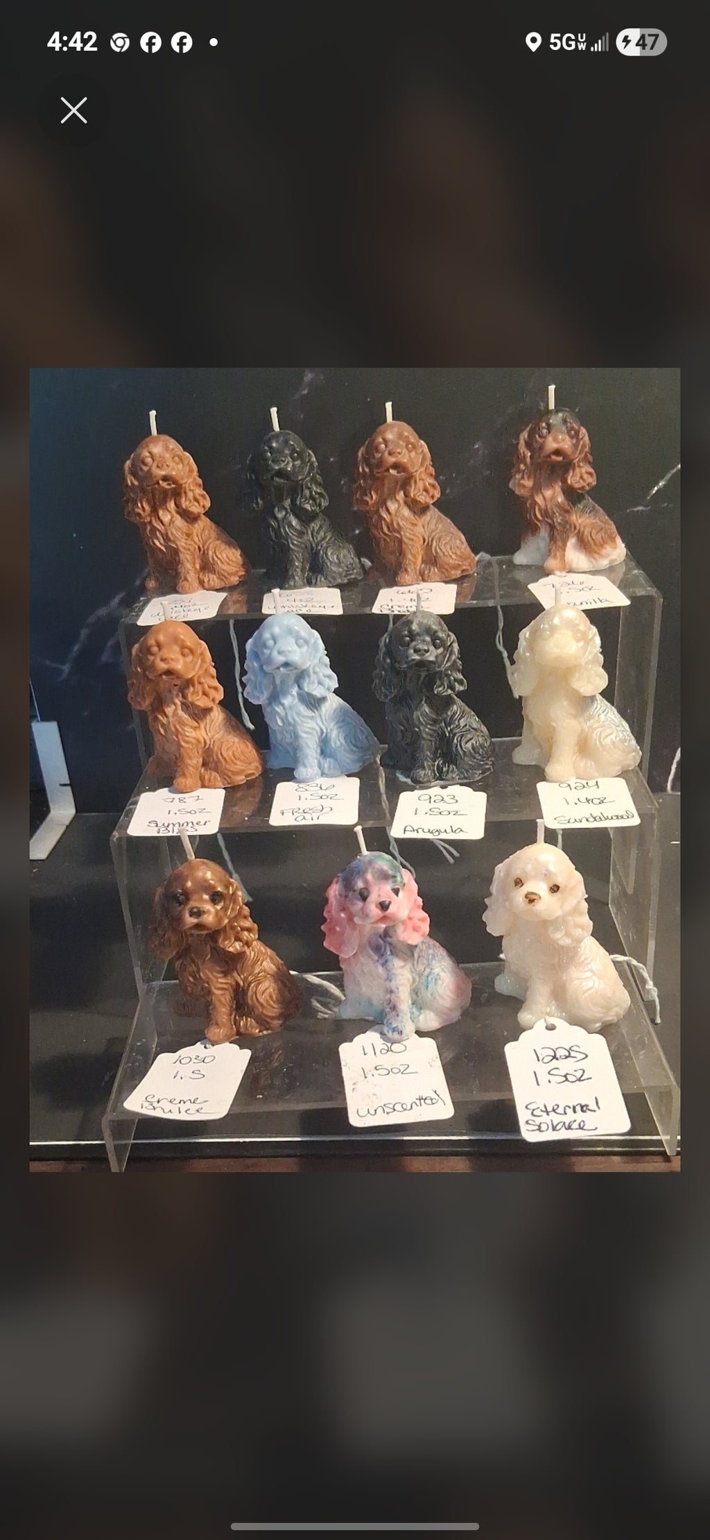 Spunky Spaniel