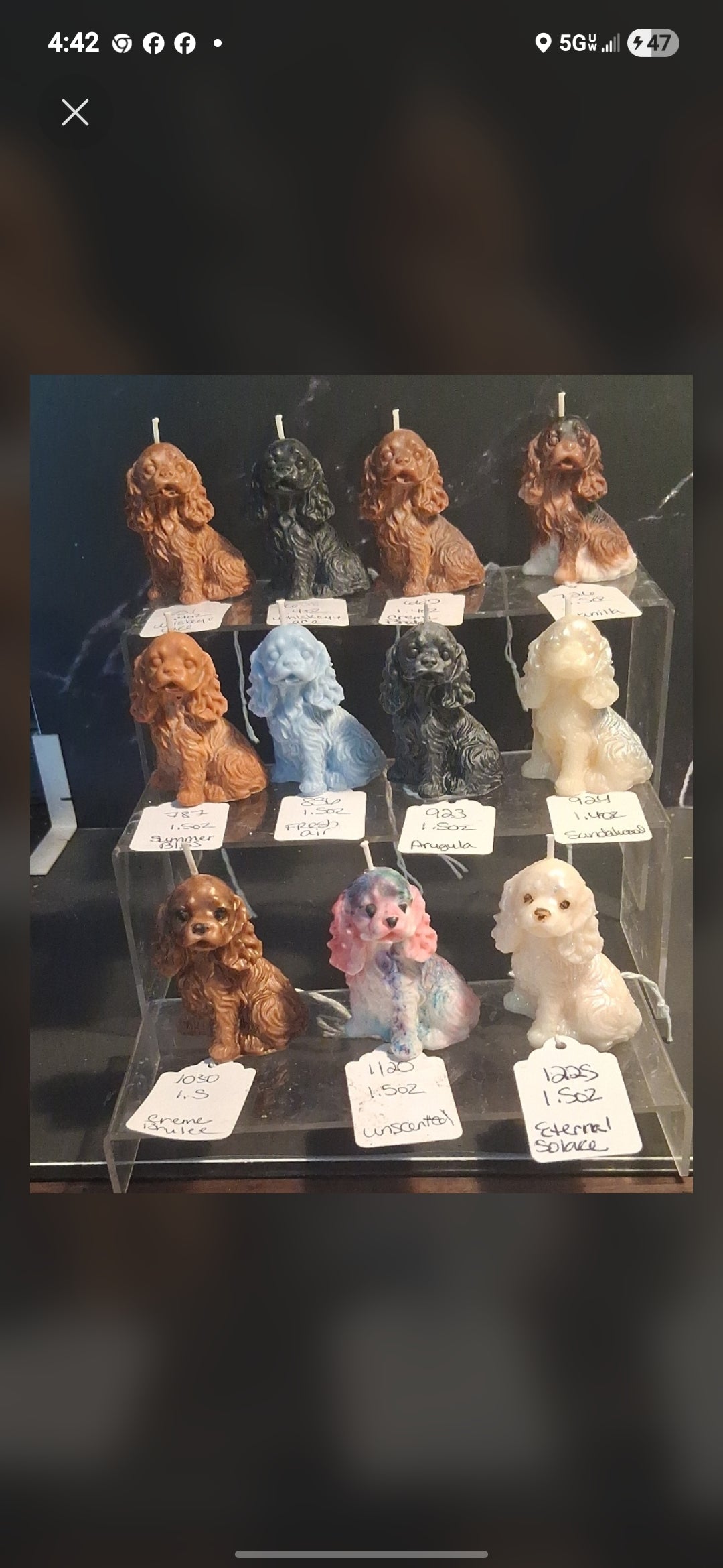 Spunky Spaniel