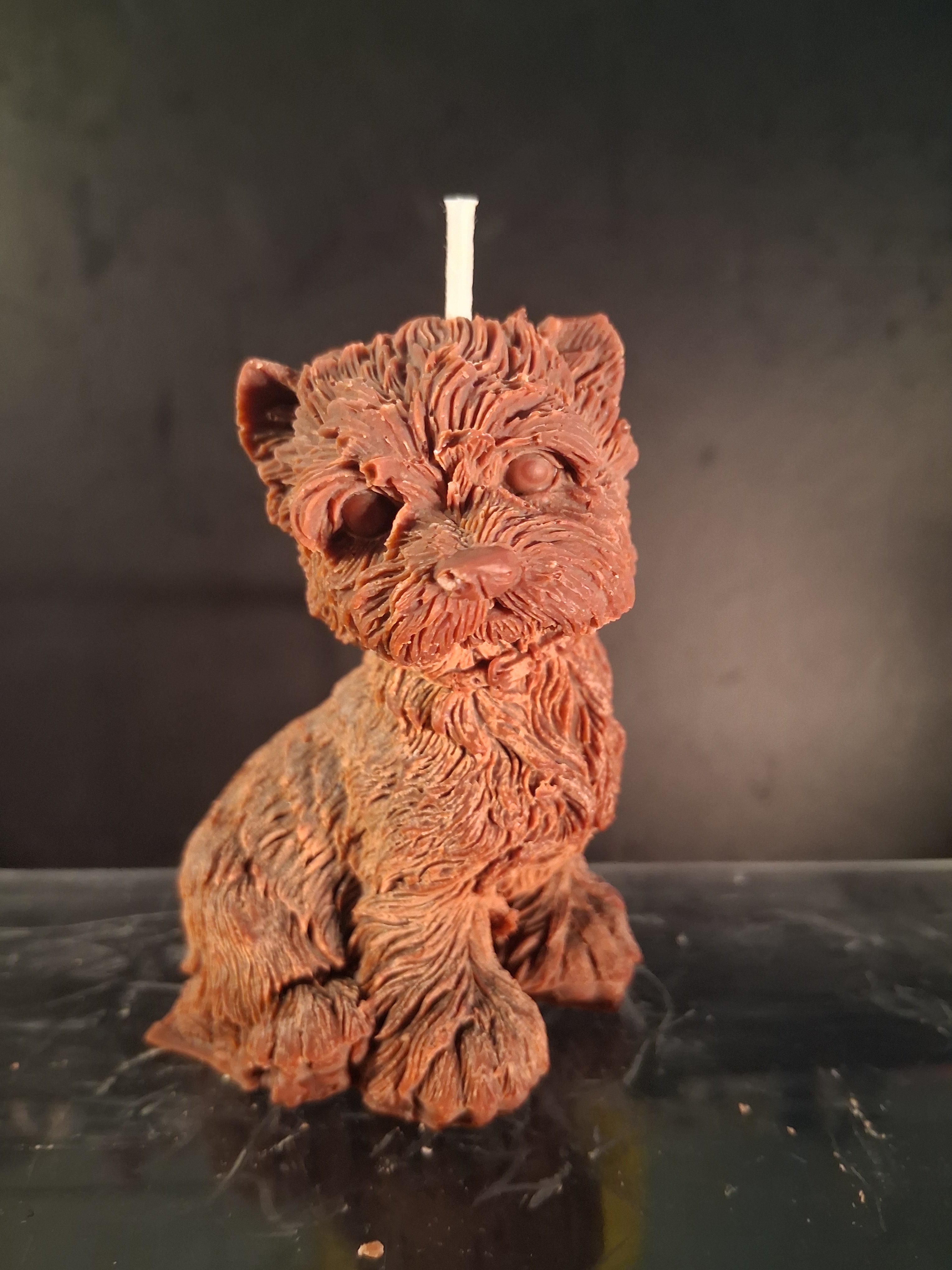 Terrier Twinkle