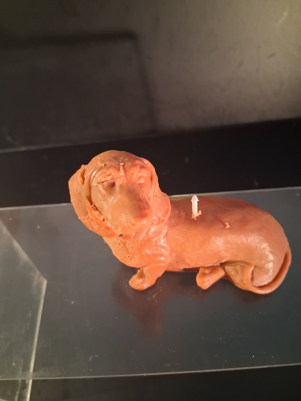 Dachshund Glow
