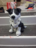 Brilliant Border Collie