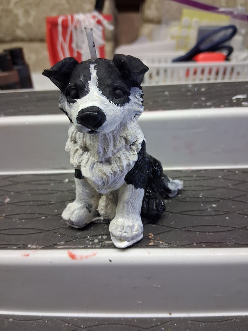 Brilliant Border Collie