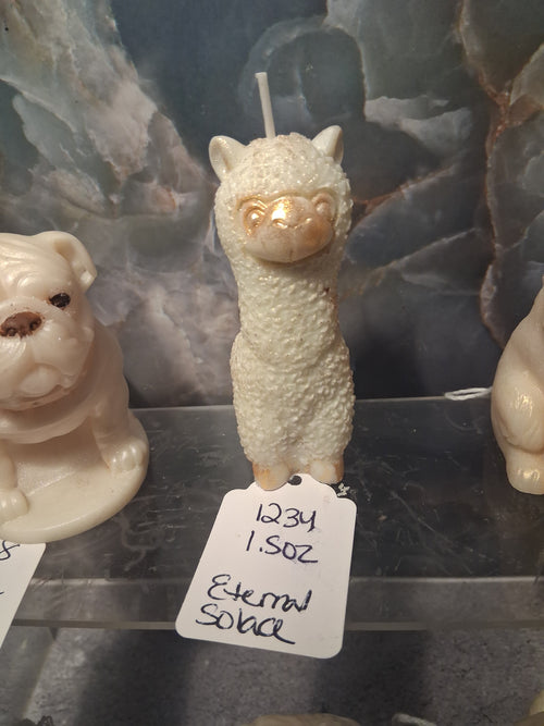 Amiable Alpaca