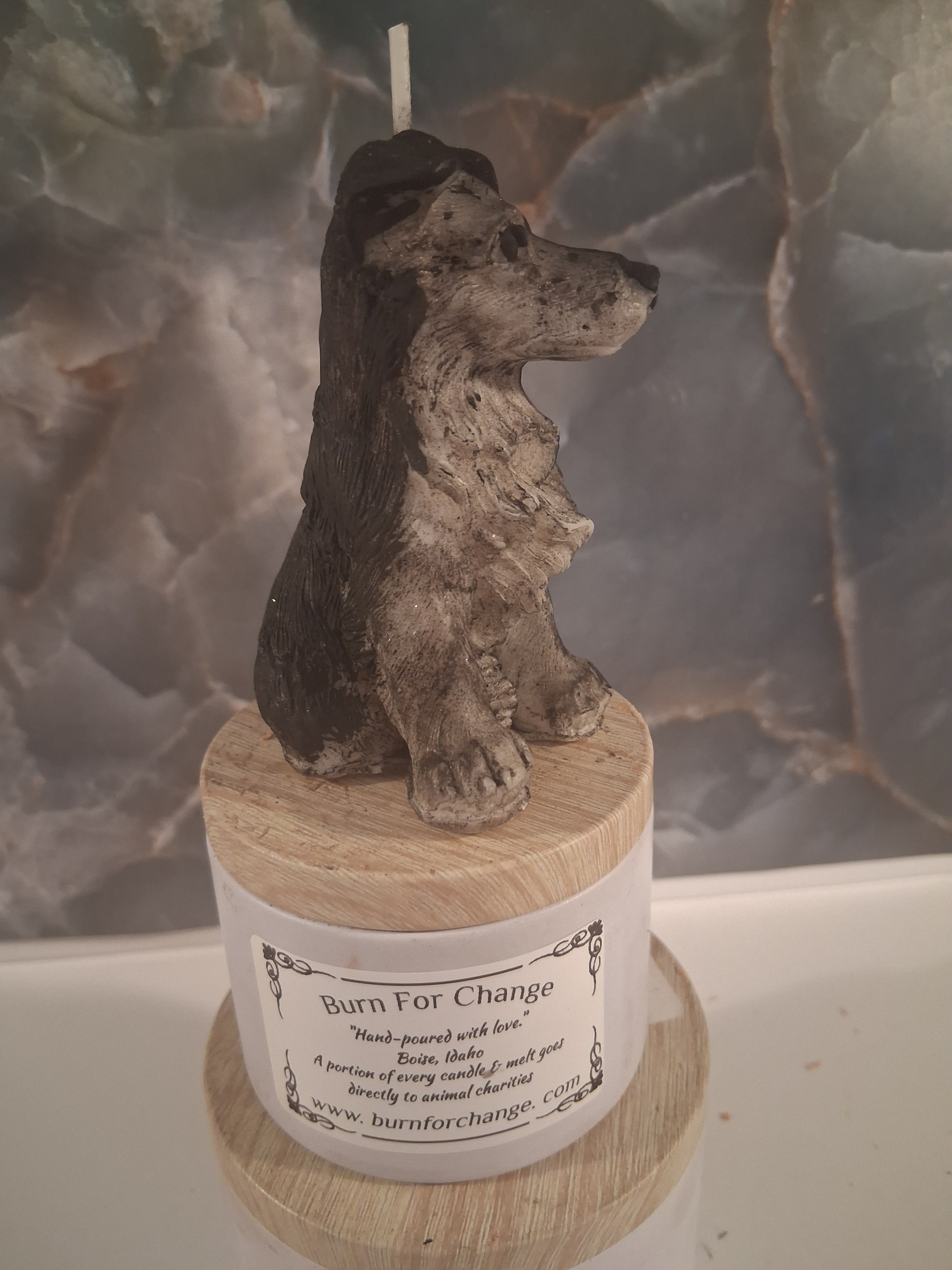 Brilliant Border Collie
