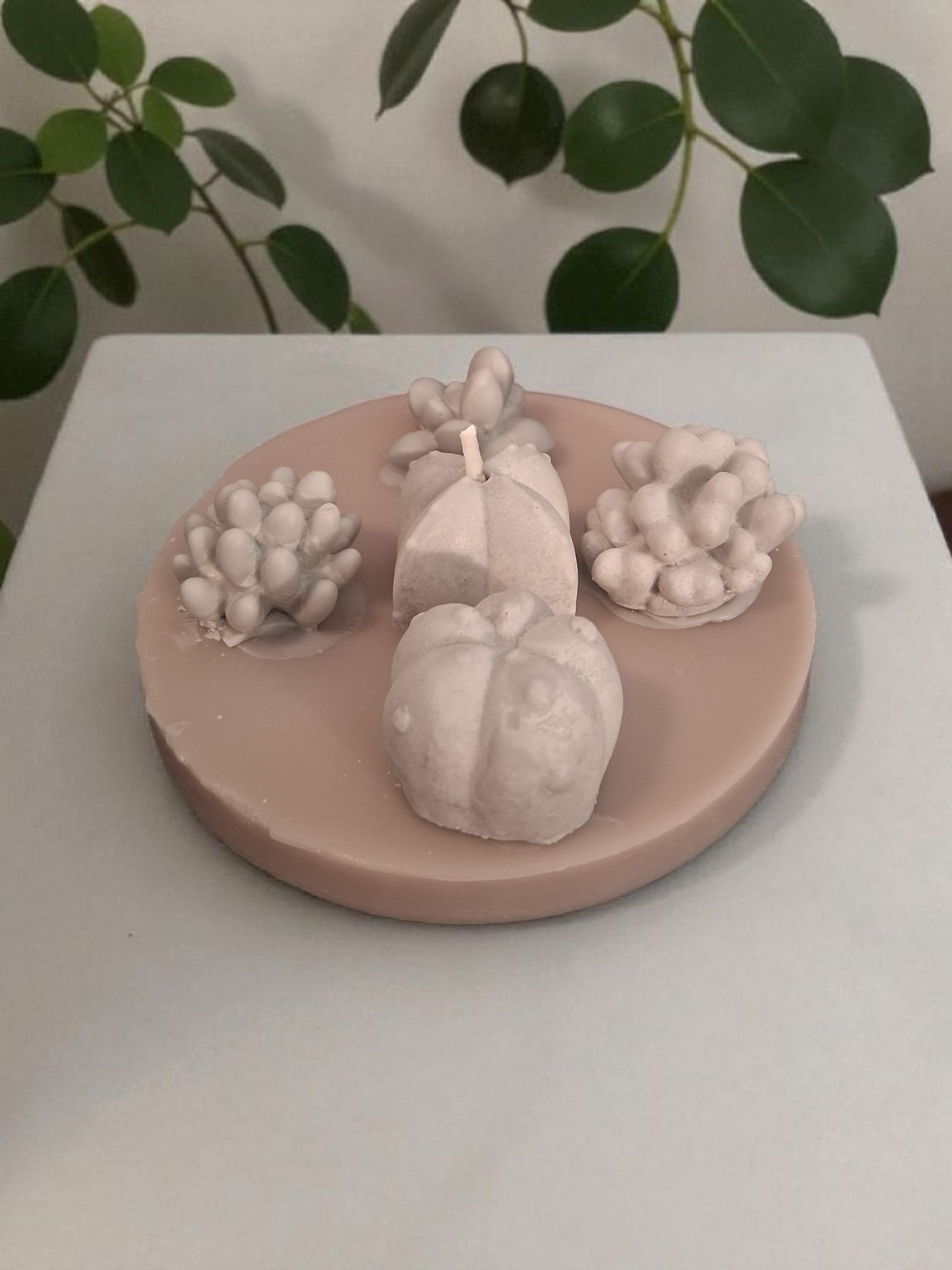 Oasis Succulent Cluster