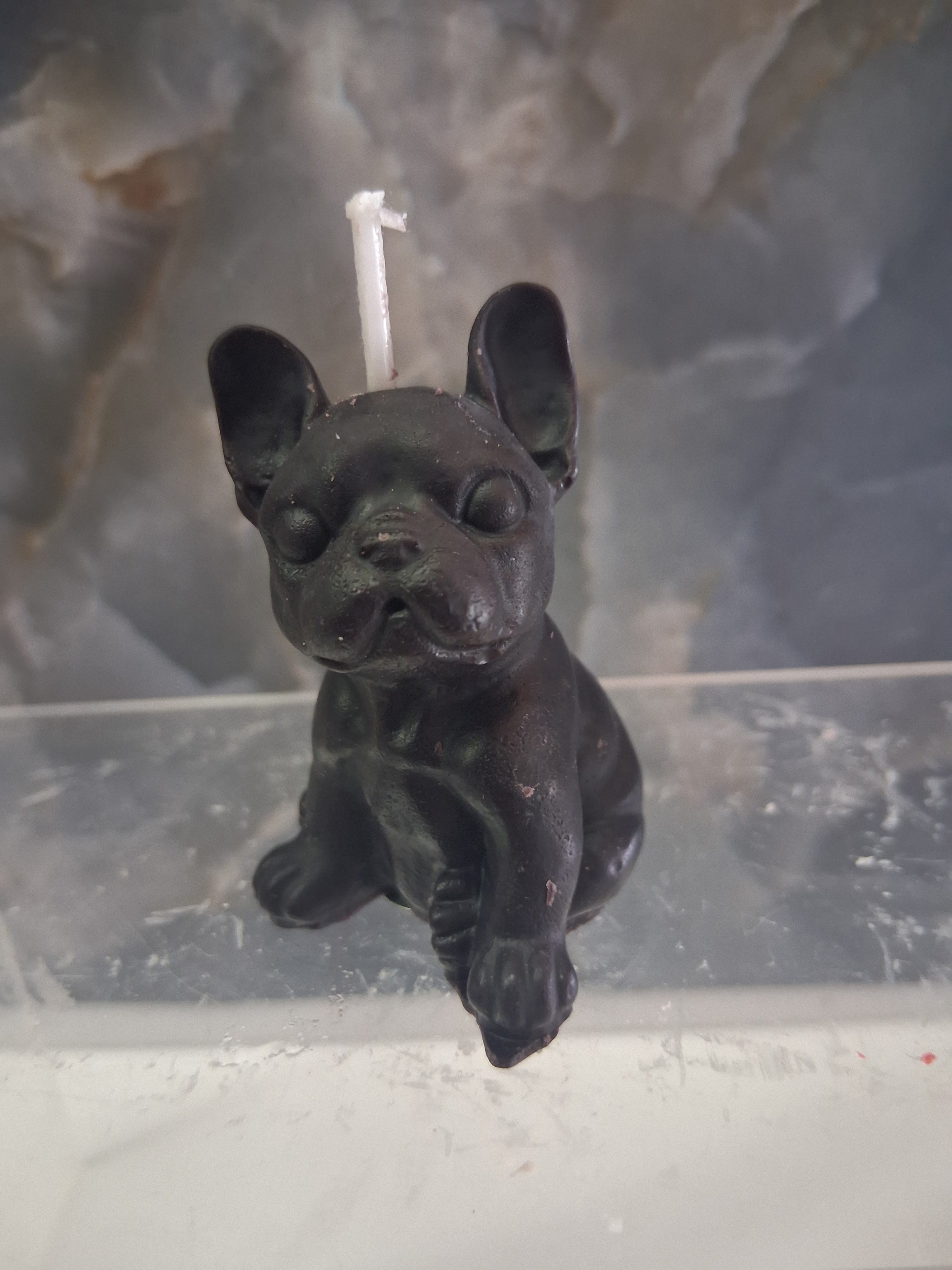 Frenchie Pup Flicker