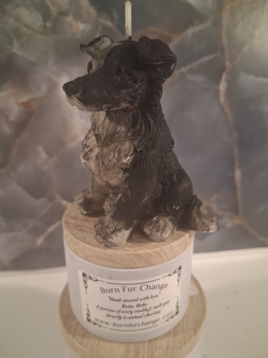 Brilliant Border Collie