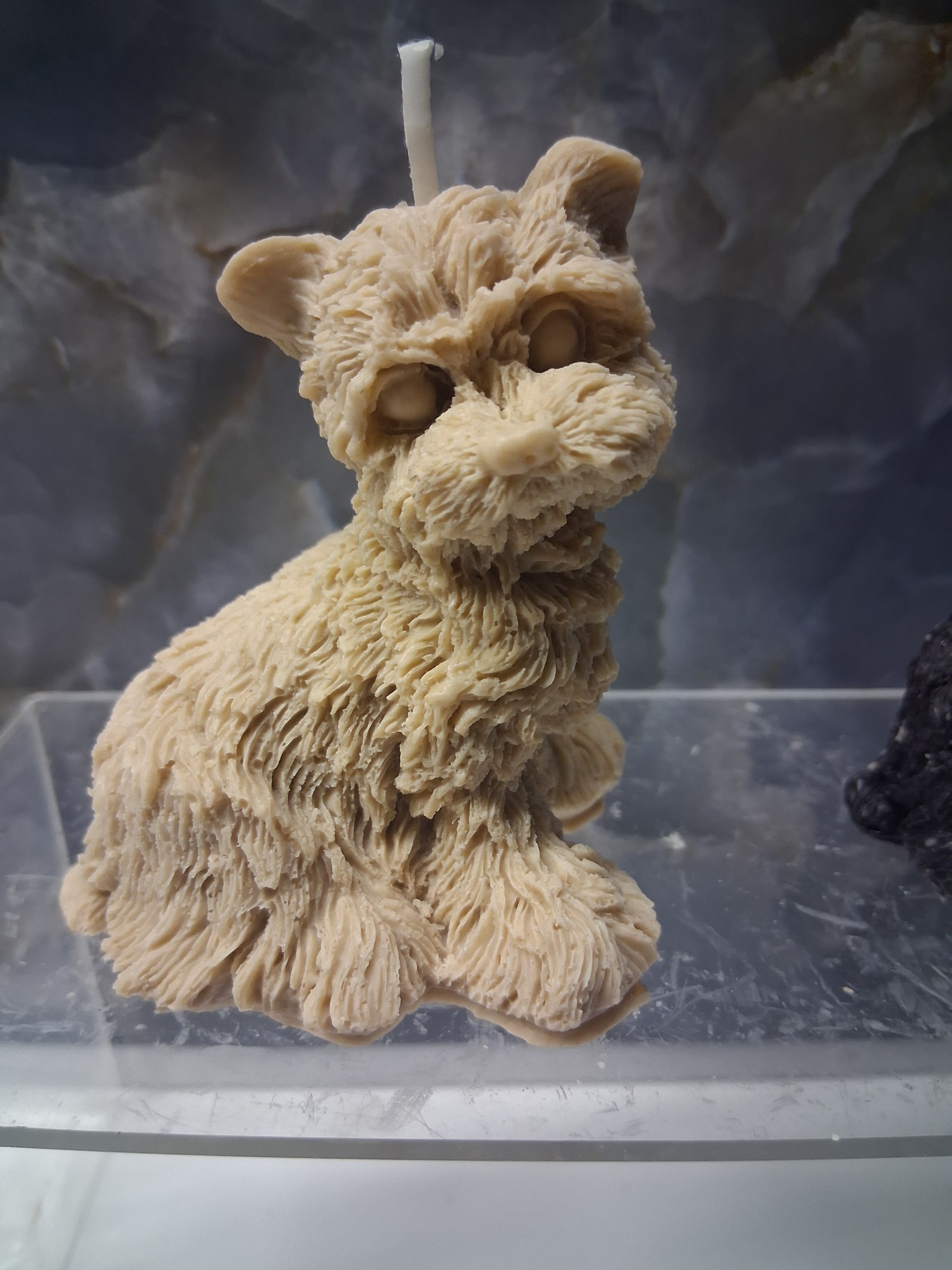 Scruffy Terrier