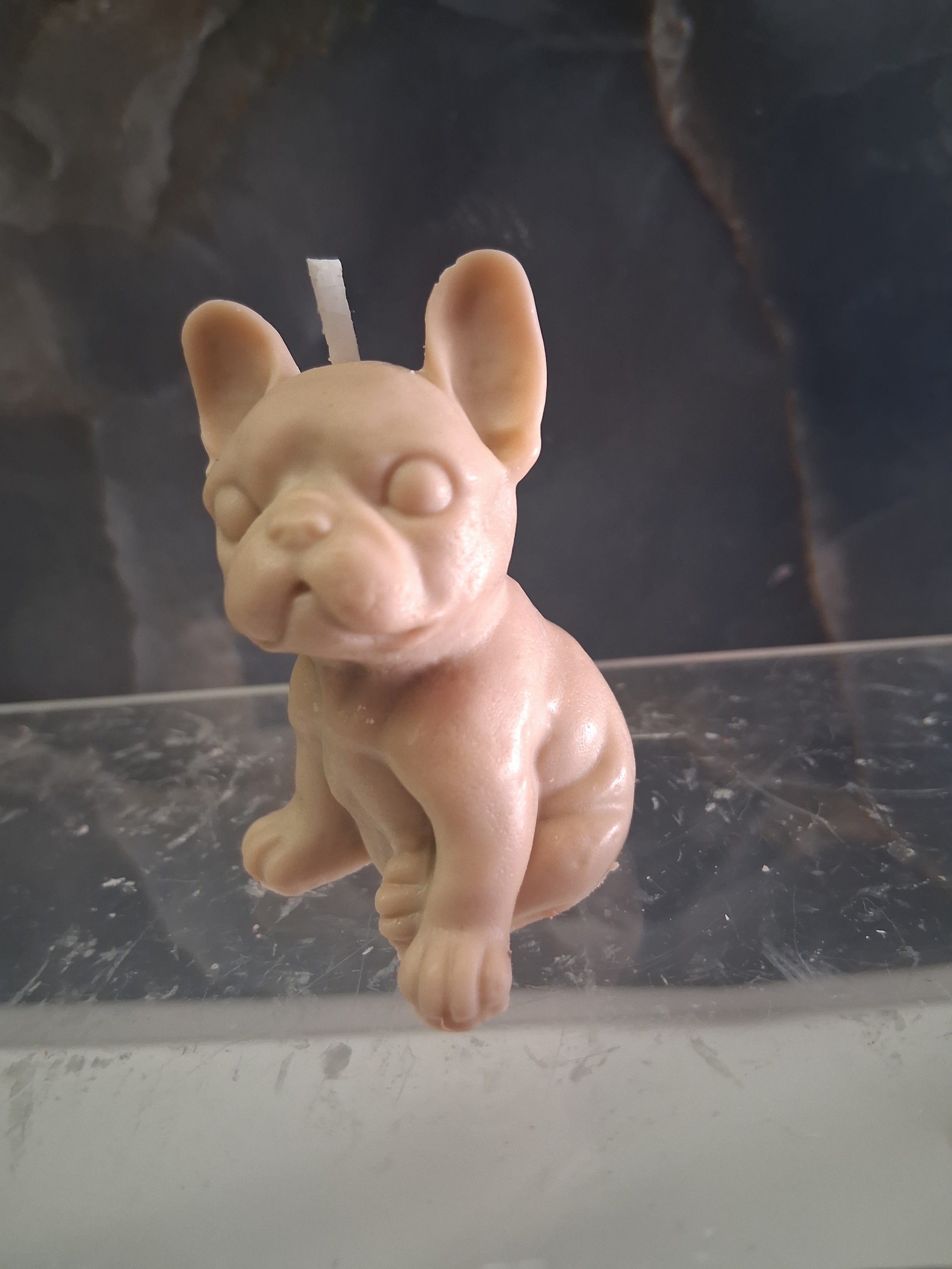 Frenchie Pup Flicker