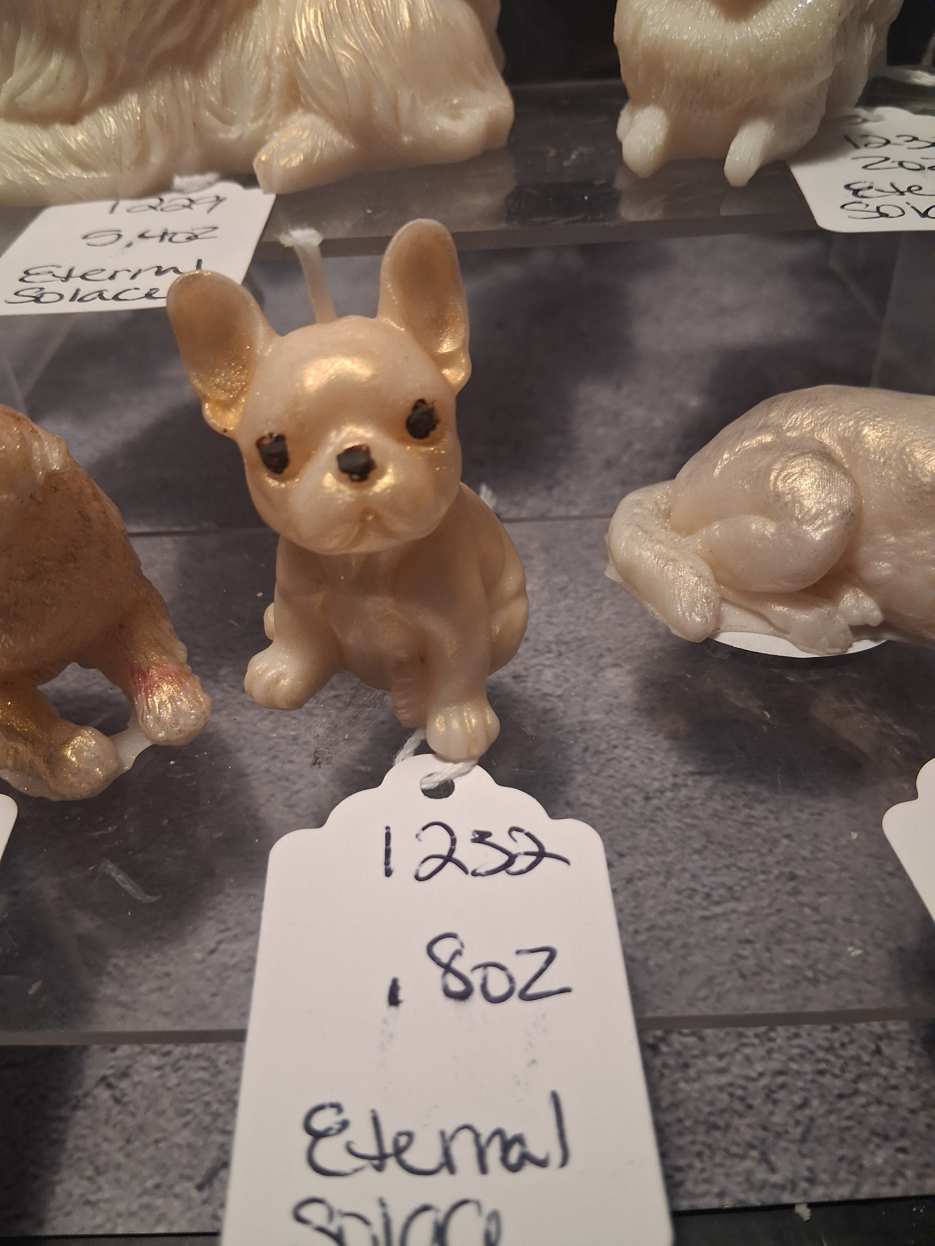 Frenchie Pup Flicker