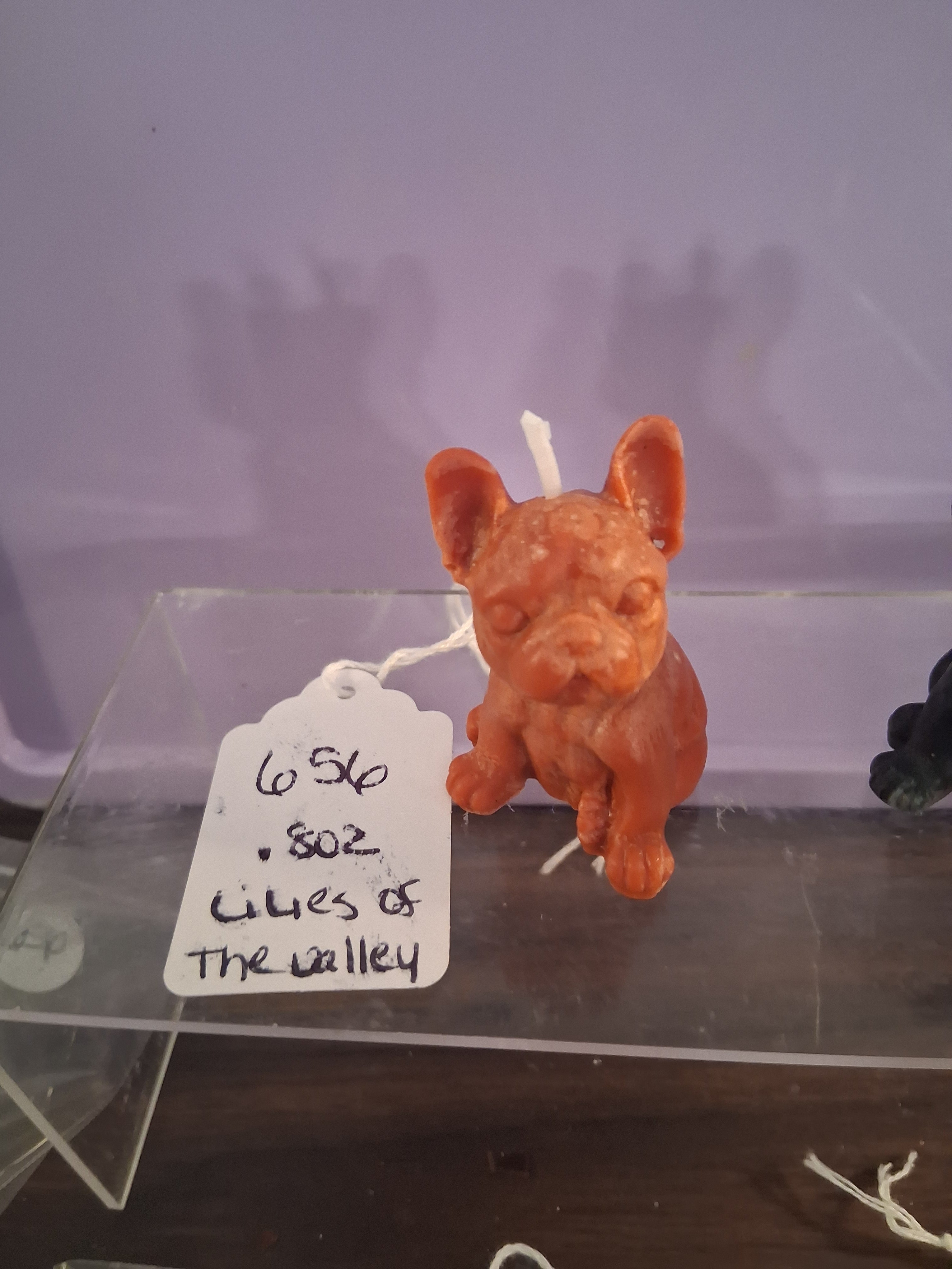 Frenchie Pup Flicker