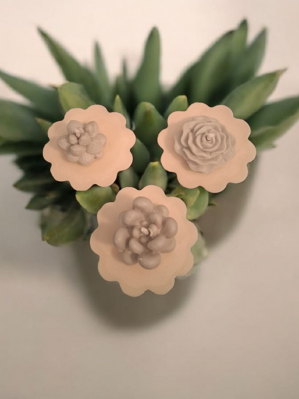 Succulent Garden Trio