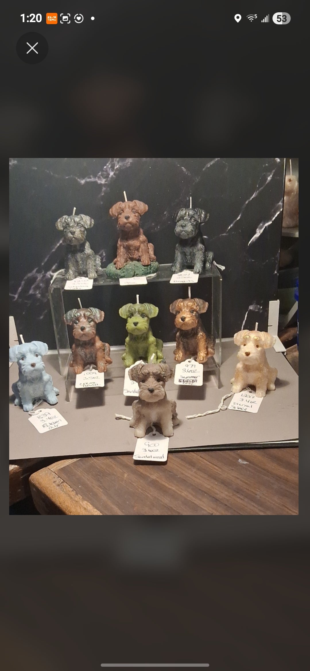 Scottish Terrier